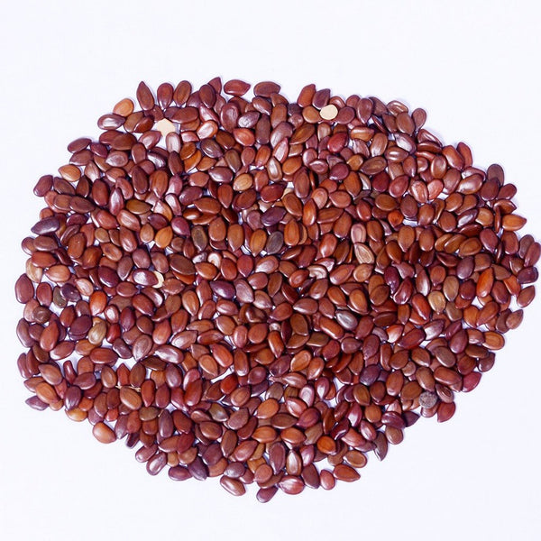 Subabul Seeds - Safed Babool Beej - Babul Beej -सुबाबुल बीज- Leucaena leucocephala Raw Herbs-Jadi Booti
