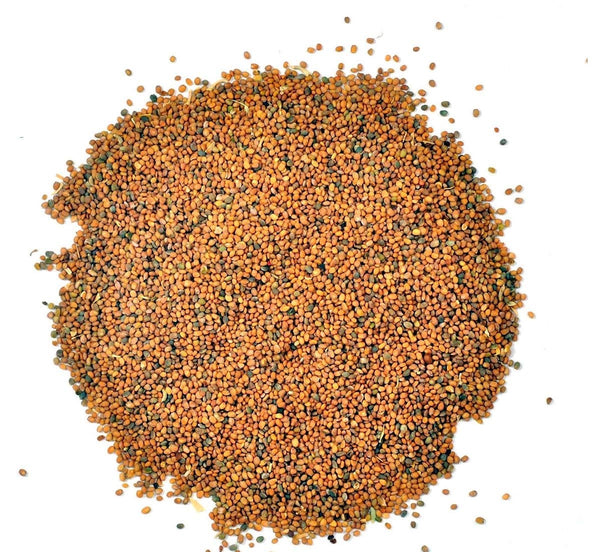 Taramira Seeds - Tarameera Seeds - तारामीरा बीज - Brassica eruca-Raw herbs-Jadi Booti