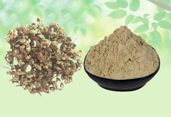 Laxmana Booti Leaves Powder-Selaginella Bryopteris-लक्ष्मणा बूटी के पत्तों का पाउडर-Raw Herbs-Sanjeevni-Sanjivni Booti-Jadi Booti
