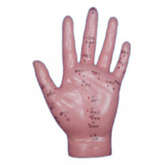 Acupuncture Model Hand - एक्यूपंक्चर हाथ मॉडल AC-1103