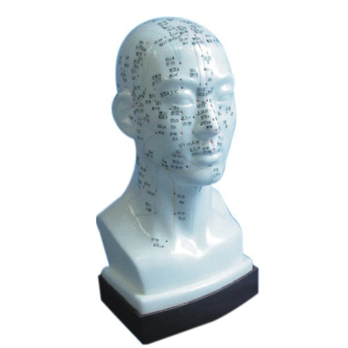Acupuncture Model Head-एक्यूपंक्चर हेड मॉडल AP-1104