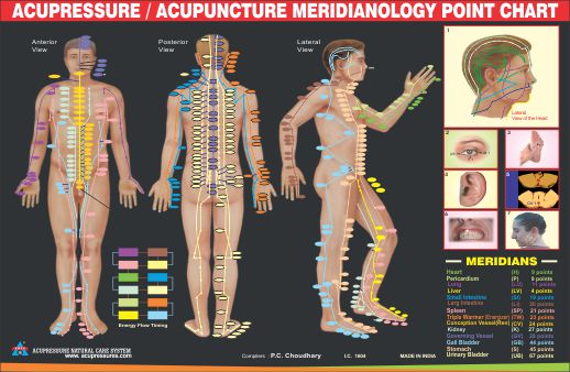 Acupressure Meridianology Chart - For Face Point AC-1604
