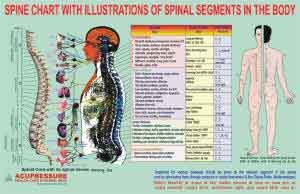 Acupressure Spine Chart - Spinal Segments AC-1609
