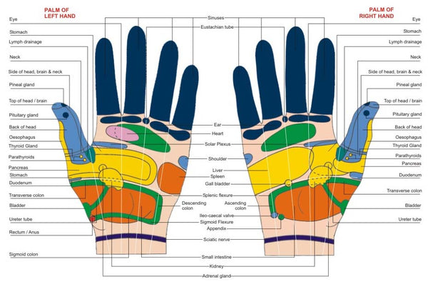 Acupressure Reflexology Colour Visiting Chart Hand-100pc AC-1620 A