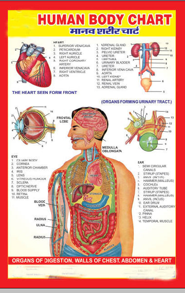 Human Body Chart Organs AC-1629