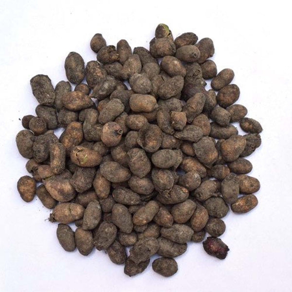 Jamun Guthli - Jaamun Seeds - Syzygium Cumini -जामुन की गुठली- Black Plum Raw Herbs-Jadi Booti