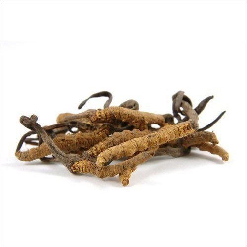 Kida Jadi-Cordyceps Sinensis-Raw Herbs-Keeda Jadi--Single Herbs 1 Gram
