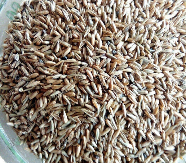 Apamarg Seeds -अपामार्ग बीज-Uttareni Seeds Latjira  Beej Edible Chirchita  Latjeera Achyranthes Aspera Raw Herbs-Jadi Booti
