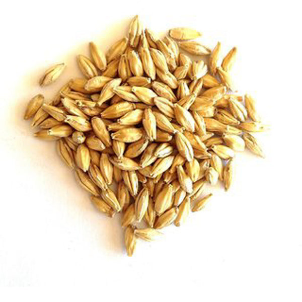 Barley - Jau -जौ-Barley Raw Herbs-Hordeum Vulgare Dried-Jadi Booti