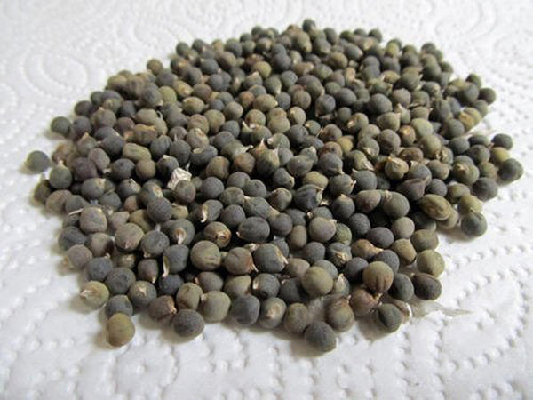 Bhindi Beej - Okra Seeds - Ladyfinger Seeds Edible- भिंडी बीज- Lady Finger Seeds - Abelmoschus esculentus Raw Herbs-Jadi Booti