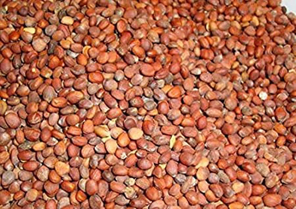Mooli Beej - Beej Muli - Radish Seeds Edible - मूली बीज- Raphanus sativus -Raw Herbs-Jadi Booti