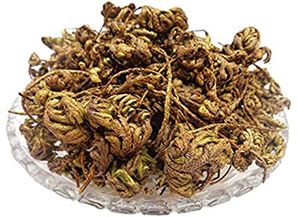 Laxmana Booti - Jadi Booti Sanjeevni -संजीवनी बूटी- Dried Sanjivni Booti - Lakshmana Buti - Sanjeevani Buti - Sanjivani Raw Herbs