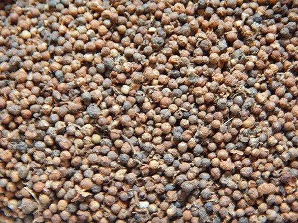 Priyangu Seeds-Priyangu Beej-Callicarpa Macrophylla -प्रियांगु बीज-Raw Herbs-Jadi Booti